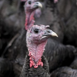 Turkey Raid