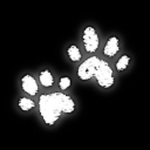 silly cat9