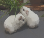 Mini Pig Army