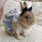 ୨ৎ Cwuties Empire