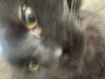 Hi join my group if you like cats