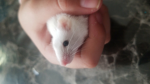 Look at my mouse