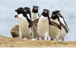 The Penguin-Mafia