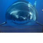 Shark Nation :)