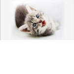 The Happy Kitten Squad