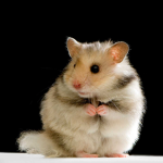 Hammy Herd