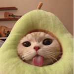 Kool Katz!