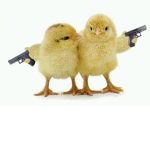 The Bird Mafia