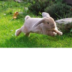 BUNNY ANYTHING
