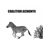Coalition Acinonyx