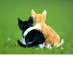 perritos xd