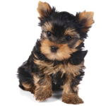 Puppies is the best