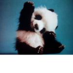Baby Pandaz Forever