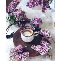 ~ Stxrry Cafe ~
