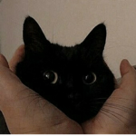 [SOP]