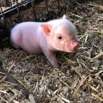 Pig member