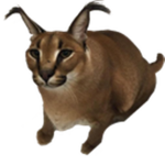 flopr