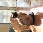 Cats are cool to me