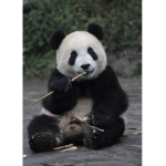 LeL Pandas