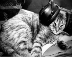 Cat moment that C.A.T.