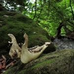 :*.vulture’s nest.*: