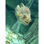 French Fish