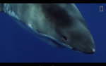 The sleeping sharks