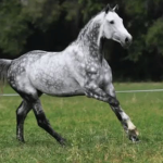Love a horse