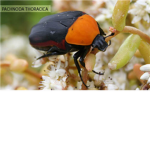 Beetle Army