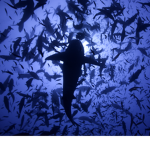The Cobalt Sharkfin Association