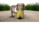 donald duck group