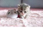 Cute Peaches Kitty’s Squad