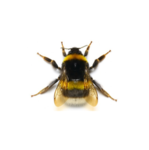 The Beezes