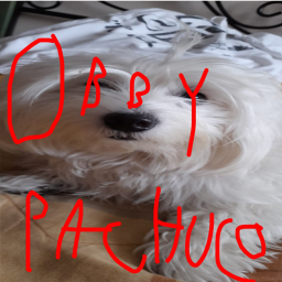 (NEW UPDATE!1!!1!!) Obby Pachuco