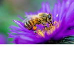 BeeTheBeewarm