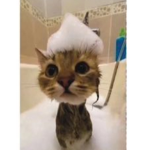 Meow Kitty Cat Group