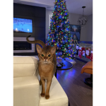 Cutie cat’s