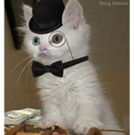 fancy dogs and cats all the fancy