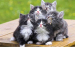 My Cat Group. :3