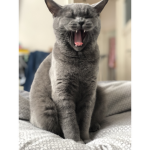 gizimama liebt Katzen