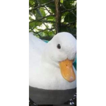 Wight ducks