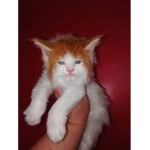 {snowpuppys}