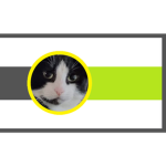 Domestic Cat Air Force