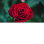 Rose containment