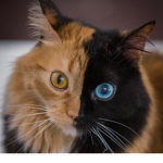 The Feline Family