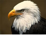 Eagle Talen Group