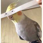 the feathered rats