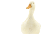 Duckygooseyeah