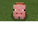pig squid