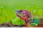 Rainbow Lizard Group